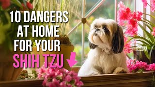10 Household Items Dangerous to Shih Tzus: Common Poisons & Hazards