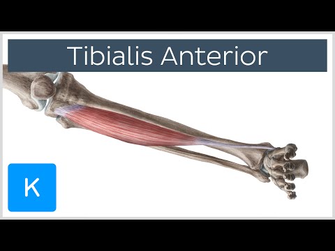 Tibialis Anterior Muscle - Origins & Function - Human Anatomy | Kenhub