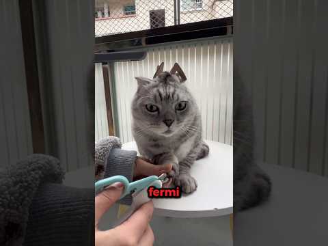 Perché i Gatti si CONGELANO quando fai questo?🤯