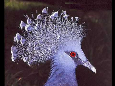 My Choice 335 - Waldo de los Rios: Piano Concerto No 21