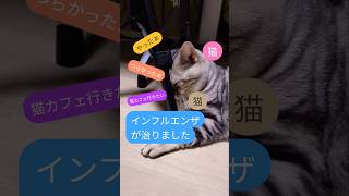 インフルエンザ治りました🐾#猫#cat