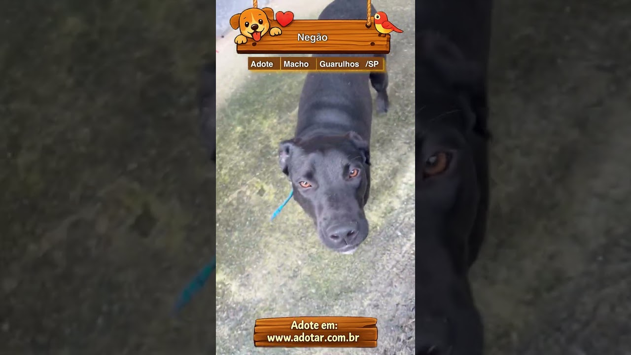 Cachorro raça SRD-ViraLata idade 1 ano nome Negão