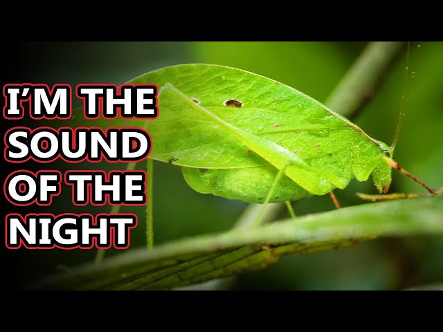 Are katydids friendly?