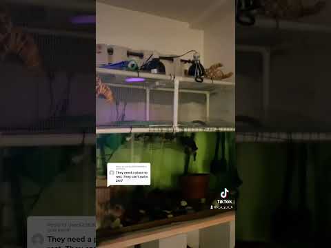 Underwater turtle ramp #pets #petturtle #redearedslider #turtle #turtletank #aquaticturtle