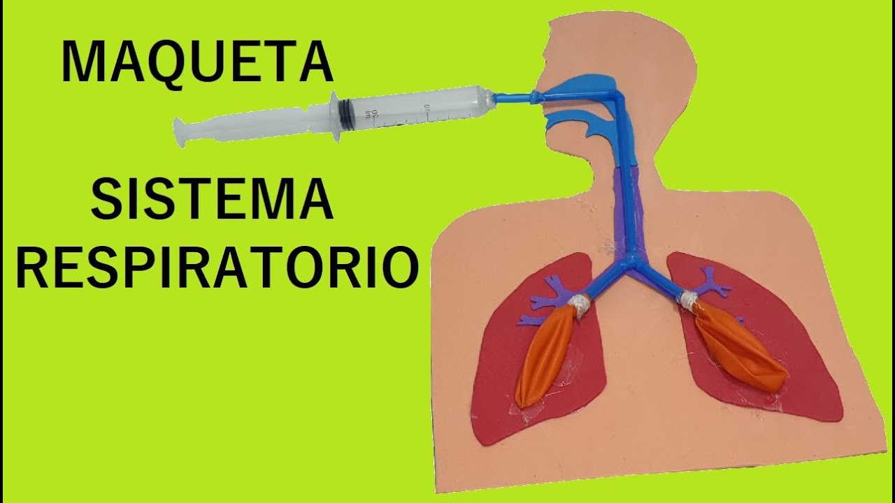 Watch Como Hacer Maqueta de Sistema Respiratorio Now Como Hacer Maqueta de Sistema Respiratorio