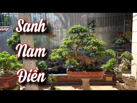 SH.6321. Beautiful Nam Dien Sanh tree at Manh Cuong garden. Contact phone number 0389.281.677