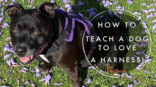 How to Teach a Dog to Love a Harness