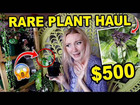 $500 rare plant haul!!.！大量稀有家庭盆栽 | 21 種稀有家庭盆栽 2021 ($500 RARE PLANT HAUL!!! HUGE RARE HOUSEPLANT HAUL | 21 RARE HOUSEPLANTS 2021)