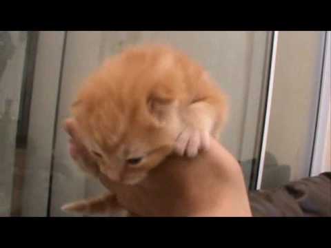 Day 15: Cat eats Kitten Poo!