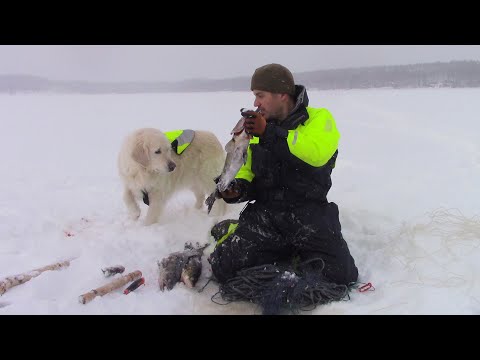 Talviverkoilla 19.2.2023