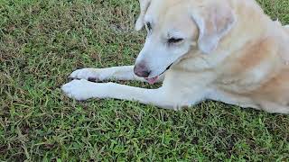 So much excellent Hamish hammy sammy