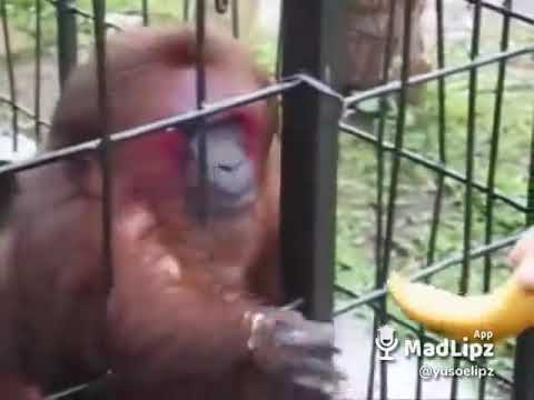 Affe klaut banane😬