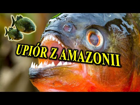 Red Piranha - The Fish That Will Bite You Down to the Bone - Attacks in Schools
