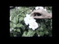 Jacques Greene - On Your Side ft How To Dress ...