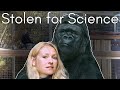 The Dark Truth About Koko the Talking Gorilla: The Primate Forced to Be a Person