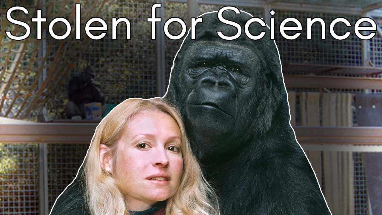 The Dark Truth About Koko the Talking Gorilla: The Primate Forced to Be a Person