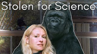 The Dark Truth About Koko the Talking Gorilla: The Primate Forced to Be a Person