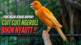 Download lagu SUARA Kenari GACOR PANJANG Pancingan & masteran Kenari Paud AGAR gacor AMPUH Kenari MACET bunyii mp3 Download lagu SUARA Kenari GACOR PANJANG Pancingan & masteran Kenari Paud AGAR gacor AMPUH Kenari MACET bunyii mp3