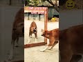 Kutta Dog Sise Me Dekh Ke Bhok Raha Hai Bork New Love Status वीडियो Comedy Road Statusvi