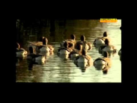 De tu Mano Quiero Andar