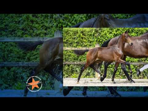 D15 Ransi (Fürst Dior x Ferdeaux x San Remo)