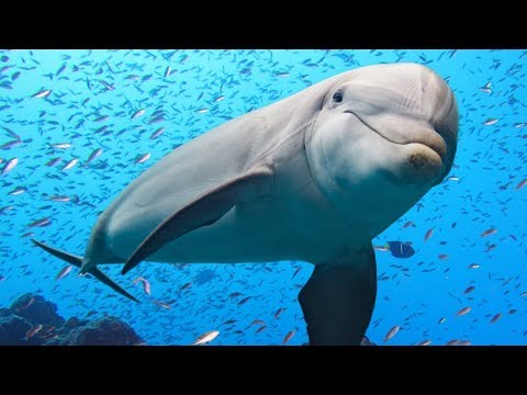 The Majestic World of Dolphins