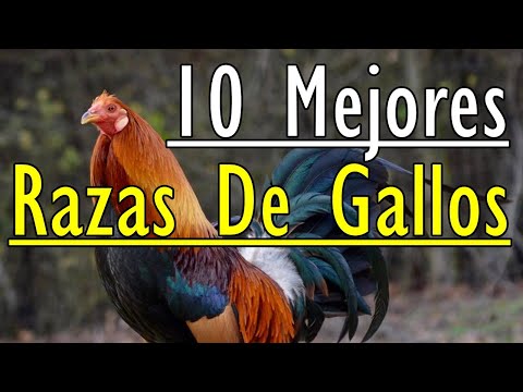 , title : '10 mejores razas de gallos'