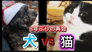 【猫vs犬】５年ぶりに再会！久々に会った猫と犬どうなる？cat #dog #animals #cute #猫のいる暮らし #ねこ #多頭飼い #黒猫#動物 