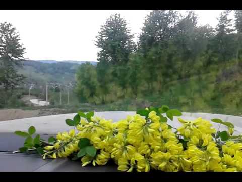 Podu ursului coborâre!