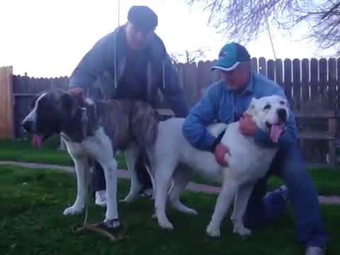 Breeding time of Nikita For Bulgar it and Soul of Asia Alfa(02.20.2013)