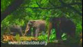 Elephant Hostel at Punnathoorkotta 