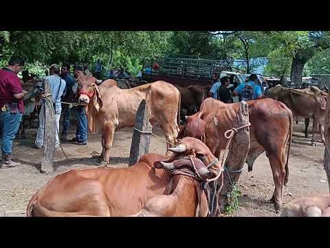 21 de julio 2026 Aquí están los toros que llegaron al tiangues del tránsito san miguel 