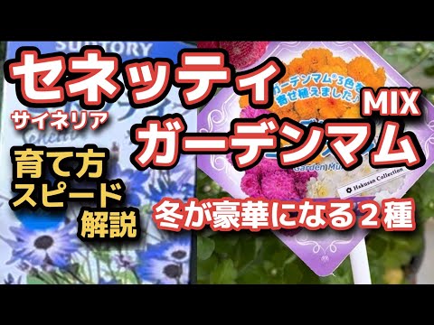 キンレンカを鉢に植える