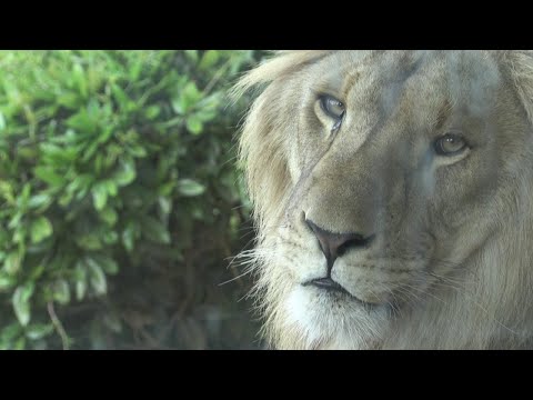 Top News - ‘Arratisen’ 5 luanë nga kopshti zoologjik / Izolohet gjithë parku, evakuohen vizitorët