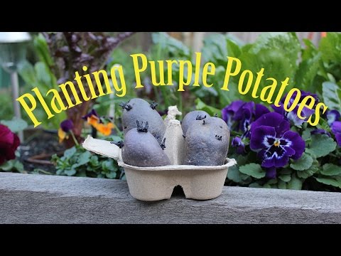 download lagu mp3 mp4 Purple Bliss Potatoes, download lagu Purple Bliss Potatoes gratis, unduh video klip Purple Bliss Potatoes