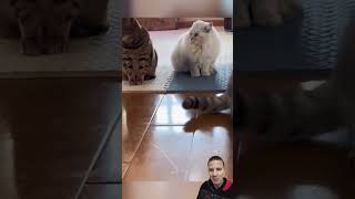 Sapo Grita Quando o Gato Tenta Tocá-lo! 🐸🐈😂