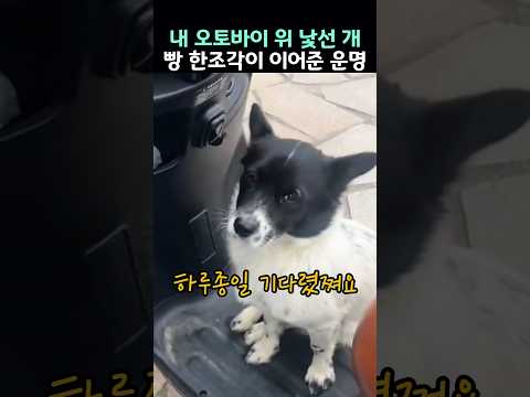 퇴근 길 내 오토바이 위 낯선 개... 아침에 빵 한조각이 이어준 인연(감동주의)