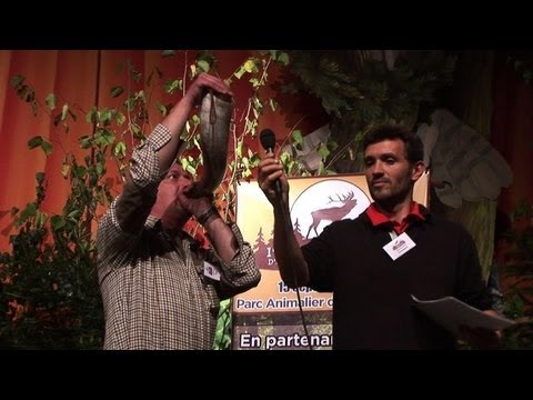 Insolite: premier concours de brame de cerf en France