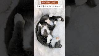 【ねこ好き】人なっこいイギリスのネコ達#shorts #ねこ #イギリス