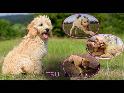 Ultimate Guide To Caring For My Goldendoodle