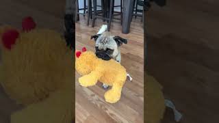 Video preview image #1 Pug-Unknown Mix Puppy For Sale in Corona, CA, USA