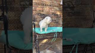 Video preview image #1 Maltese Puppy For Sale in Boonton, NJ, USA