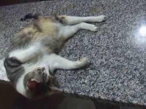 Gata con catnip
