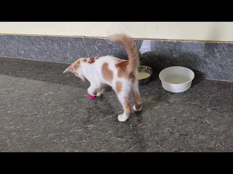 My first adopted cat baby fudge #kittusaurus