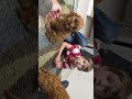 Cavapoo dogs for sale: Macy - Video 1