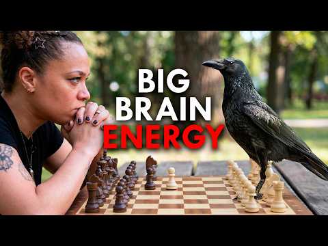 Why Crows Are Wickedly Smart