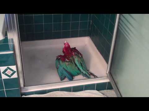 Aves esperando la hora del baño