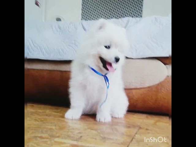Samoyedo cachorro