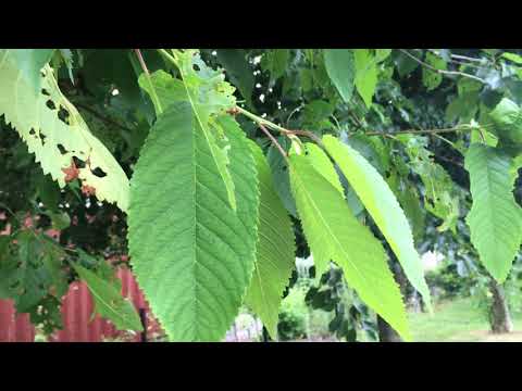 Wild cherry (Prunus avium) - leaves - June 2018