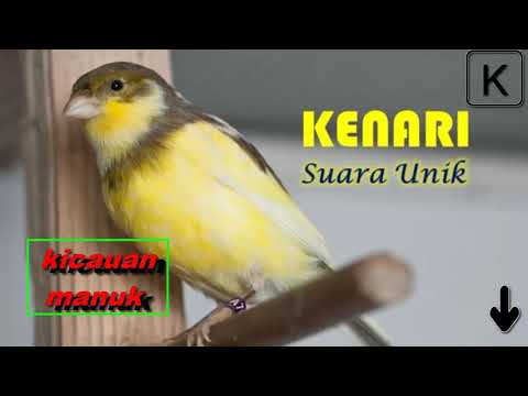 Download Masteran Kenari Rusia Mp3 dan Mp4 Teranyar Gratis